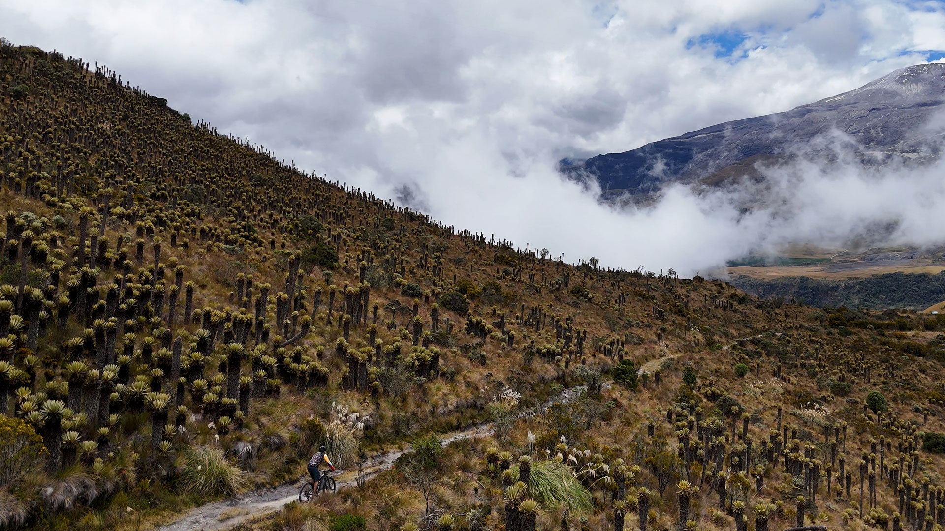 Los Nevados Natural Park Trail near Nevado del Ruiz